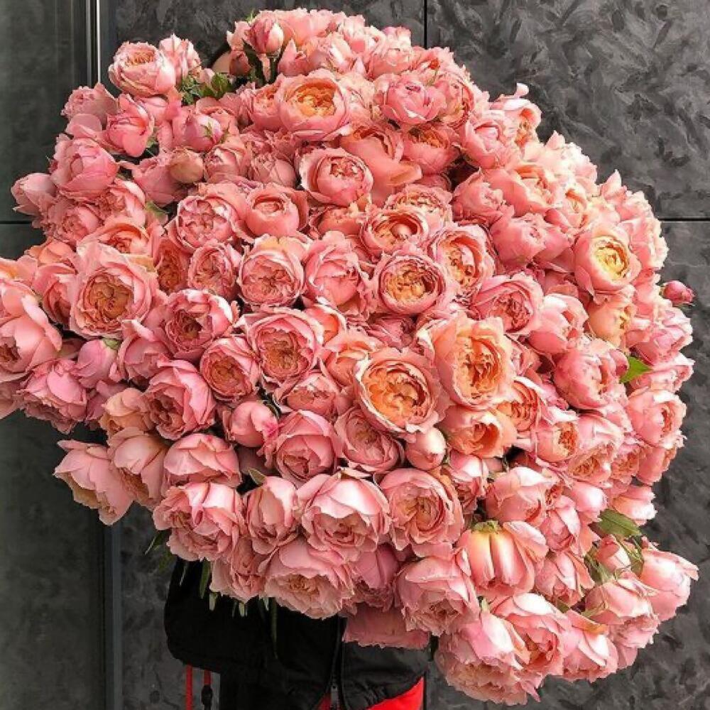 Букет из 101 розовой  пионовидной спрей розы с лентой