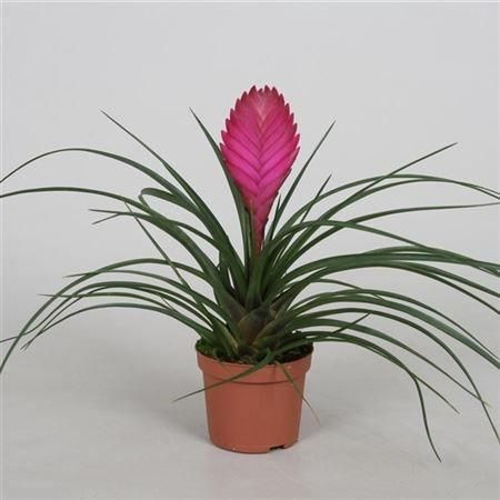 Тиландсия Tillandsia Cyanea