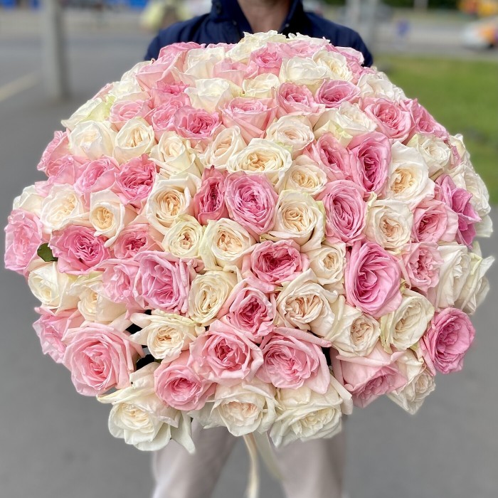 101 розовая и кремовая пионовидная роза с лентой