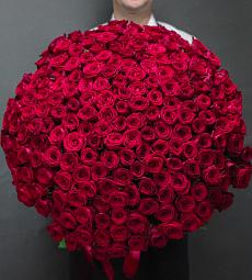 201 красная голландская роза с лентой