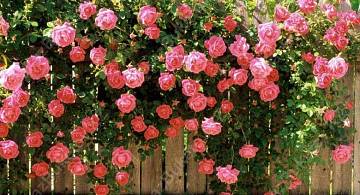 Плетистые розы
