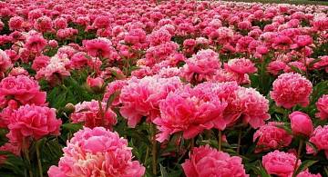 фото пионы, пионы фото