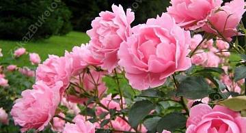 Букет пионов: прекрасный выбор на все случаи жизни