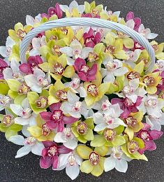 65 орхидей в корзине
