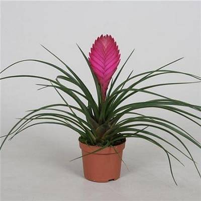 Тиландсия Tillandsia Cyanea 1