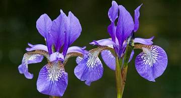 Ирис: великолепный цветок из глубины веков