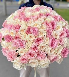 101 розовая и кремовая пионовидная роза с лентой