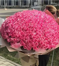 501 розовая голландская роза в оформлении