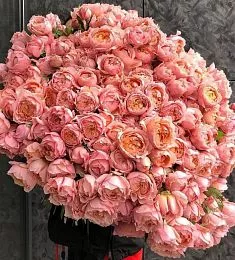 Букет из 101 розовой  пионовидной спрей розы с лентой