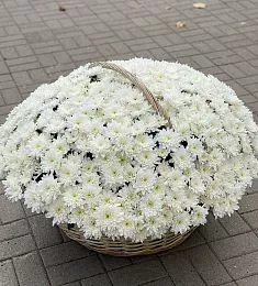 101 белая кустовая хризантема в корзине