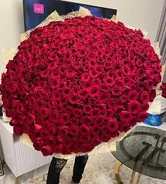 501 красная голландская роза в оформлении
