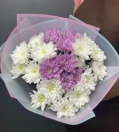 5 белых и фиолетовых  хризантем балтика в стильном оформлении