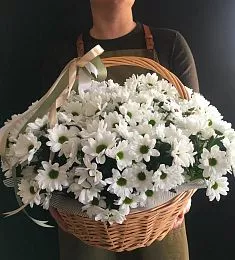 15 белых кустовых ромашковидных хризантем в корзине
